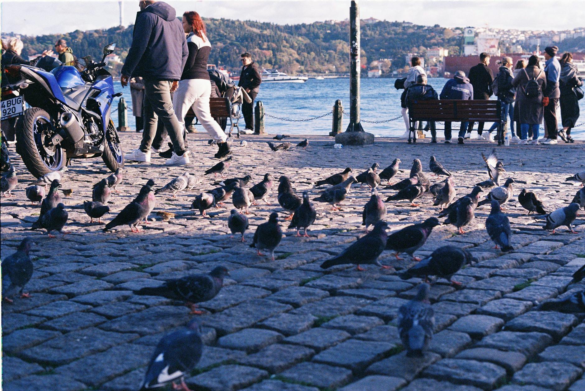 Gołębie na brukowanej ulicy nad wodą, ludzie spacerują w tle